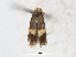  (Stigmella HibiscusPNG - RMNH.INS.24530)  @13 [ ] CreativeCommons - Attribution Non-Commercial Share-Alike (2015) Unspecified Naturalis Biodiversity Centre