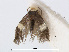  (Stigmella PterocymbiumPNG - RMNH.INS.24533)  @13 [ ] CreativeCommons - Attribution Non-Commercial Share-Alike (2015) Unspecified Naturalis Biodiversity Centre