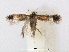  (Stigmella ulmivora - RMNH.INS.24539)  @14 [ ] CreativeCommons - Attribution Non-Commercial Share-Alike (2015) Unspecified Naturalis Biodiversity Centre