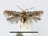  ( - RMNH.INS.24548)  @14 [ ] CreativeCommons - Attribution Non-Commercial Share-Alike (2015) Unspecified Naturalis Biodiversity Centre