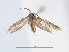  ( - RMNH.INS.24557)  @13 [ ] CreativeCommons - Attribution Non-Commercial Share-Alike (2015) Unspecified Naturalis Biodiversity Centre