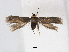  (Stigmella fumida - RMNH.INS.24562)  @14 [ ] CreativeCommons - Attribution Non-Commercial Share-Alike (2015) Unspecified Naturalis Biodiversity Centre