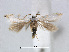  (Pseudopostega auritella - RMNH.INS.24563)  @14 [ ] CreativeCommons - Attribution Non-Commercial Share-Alike (2015) Unspecified Naturalis Biodiversity Centre
