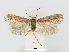  (Glaucolepis teucriella - RMNH.INS.24566)  @14 [ ] CreativeCommons - Attribution Non-Commercial Share-Alike (2015) Unspecified Naturalis Biodiversity Centre