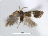  ( - RMNH.INS.24568)  @11 [ ] CreativeCommons - Attribution Non-Commercial Share-Alike (2015) Unspecified Naturalis Biodiversity Centre