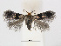  (Fomoria RhododendronKorea - RMNH.INS.24715)  @14 [ ] CreativeCommons - Attribution Non-Commercial Share-Alike (2015) Unspecified Naturalis Biodiversity Centre