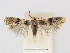  (Ectoedemia arisi - RMNH.INS.24719)  @13 [ ] CreativeCommons - Attribution Non-Commercial Share-Alike (2015) Unspecified Naturalis Biodiversity Centre