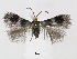  (Fomoria permira - RMNH.INS.24722)  @14 [ ] CreativeCommons - Attribution Non-Commercial Share-Alike (2015) Unspecified Naturalis Biodiversity Centre