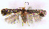  ( - RMNH.INS.23670)  @12 [ ] CreativeCommons - Attribution Non-Commercial Share-Alike  Erik J. van Nieukerken-Nauturalis Unspecified