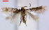  (Glaucolepis bleonella - RMNH.INS.23945)  @12 [ ] CreativeCommons - Attribution Non-Commercial Share-Alike  Erik J. van Nieukerken-Nauturalis Unspecified