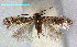  (Glaucolepis stoechadella - RMNH.INS.24032)  @12 [ ] CreativeCommons - Attribution Non-Commercial Share-Alike  Erik J. van Nieukerken-Nauturalis Unspecified