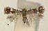  (Glaucolepis lituanica - RMNH.INS.24266)  @12 [ ] CreativeCommons - Attribution Non-Commercial Share-Alike  Erik J. van Nieukerken-Nauturalis Unspecified
