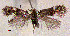  ( - RMNH.INS.24276)  @11 [ ] CreativeCommons - Attribution Non-Commercial Share-Alike  Erik J. van Nieukerken-Nauturalis Unspecified