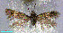  ( - RMNH.INS.24281)  @12 [ ] CreativeCommons - Attribution Non-Commercial Share-Alike  Erik J. van Nieukerken-Nauturalis Unspecified