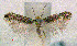  ( - RMNH.INS.24307)  @13 [ ] CreativeCommons - Attribution Non-Commercial Share-Alike  Erik J. van Nieukerken-Nauturalis Unspecified