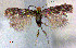  (Glaucolepis magna - RMNH.INS.24313)  @13 [ ] CreativeCommons - Attribution Non-Commercial Share-Alike  Erik J. van Nieukerken-Nauturalis Unspecified