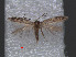 (Glaucolepis sanctaecrucis - RMNH.INS.24047)  @14 [ ] CreativeCommons - Attribution Non-Commercial Share-Alike (2013) Erik J. van Nieukerken Naturalis, Biodiversity Center