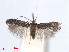  (Glaucolepis helladica - RMNH.INS.24390)  @13 [ ] CreativeCommons - Attribution Non-Commercial Share-Alike (2013) Erik J. van Nieukerken Naturalis, Biodiversity Center