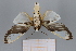  ( - FBE06015)  @11 [ ] CreativeCommons  Attribution Non-Commercial Share-Alike (2023) Brigitte Gottsberger University of Vienna, Dept of Botany and Biodiversity Research