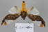 ( - FBE06015)  @11 [ ] CreativeCommons  Attribution Non-Commercial Share-Alike (2023) Brigitte Gottsberger University of Vienna, Dept of Botany and Biodiversity Research
