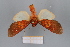  ( - FBE06019)  @11 [ ] CreativeCommons  Attribution Non-Commercial Share-Alike (2023) Brigitte Gottsberger University of Vienna, Dept of Botany and Biodiversity Research