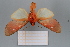  ( - FBE06019)  @11 [ ] CreativeCommons  Attribution Non-Commercial Share-Alike (2023) Brigitte Gottsberger University of Vienna, Dept of Botany and Biodiversity Research