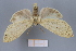  ( - FBE06024)  @11 [ ] CreativeCommons  Attribution Non-Commercial Share-Alike (2023) Brigitte Gottsberger University of Vienna, Dept of Botany and Biodiversity Research