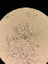 ( - M24MAR0015D2_FB114)  @11 [ ] by-sa (2025) Norwegian marine fungi Institute of marine research