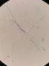  ( - M24MAR0019P1_FB107)  @11 [ ] by-sa (2025) Norwegian marine fungi Institute of marine research