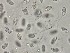  ( - OHa2023-08.07A)  @11 [ ] by-sa (2025) Norwegian marine fungi Institute of marine research