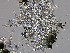  ( - TRa2024-117_FB151)  @11 [ ] by-sa (2025) Norwegian marine fungi UiT The Arctic University of Norway