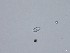  (Halosphaeria pileata - TRa2022-96d)  @11 [ ] by-sa (2023) Norwegian marine fungi UiT The Arctic University of Norway