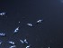  (Parastagonospora - OHa2023-08.03C)  @11 [ ] by-sa (2025) Norwegian marine fungi Institute of marine research