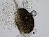  (Neocamarosporium calvescens - SG2023-29_NMF146_Culture)  @11 [ ] by-sa (2025) Norwegian marine fungi UiT The Arctic University of Norway