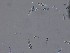  ( - M24NMF0018a_FB51)  @11 [ ] by-sa (2025) Norwegian marine fungi UiT The Arctic University of Norway