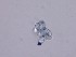  ( - TRa2022-47a)  @11 [ ] by-sa (2023) Norwegian marine fungi UiT The Arctic University of Norway