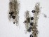  ( - M23NMF0053D2a_NMF168_Culture)  @11 [ ] by-sa (2025) Norwegian marine fungi UiT The Arctic University of Norway