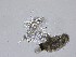  ( - M23NMF0049d_FB45)  @11 [ ] by-sa (2025) Norwegian marine fungi UiT The Arctic University of Norway