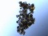  ( - TRa2023-125b_NMF130_Culture)  @11 [ ] by-sa (2025) Norwegian marine fungi UiT The Arctic University of Norway
