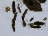  (Pleospora - TRa2023-33)  @11 [ ] by-sa (2023) Norwegian marine fungi UiT The Arctic University of Norway