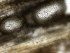  (Phaeosphaeria - TRa2023-149)  @11 [ ] by-sa (2025) Norwegian marine fungi UiT The Arctic University of Norway