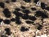  ( - M24NMF0019b_FB49)  @11 [ ] by-sa (2025) Norwegian marine fungi UiT The Arctic University of Norway