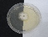  ( - OHa2022-62.cultNMF47)  @11 [ ] by-sa (2023) Norwegian marine fungi UiT The Arctic University of Norway
