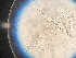  ( - TRa2023-129b_NMF129_Culture)  @11 [ ] by-sa (2025) Norwegian marine fungi UiT The Arctic University of Norway