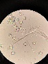  (Sphaerulina - M23KRI65060D1.2)  @11 [ ] by-sa (2025) Norwegian marine fungi Institute of marine research