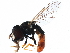  ( - BIOUG12615-C03)  @13 [ ] CreativeCommons - Attribution (2016) CBG Photography Group Centre for Biodiversity Genomics