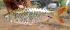 ( - NGA-2014-0330)  @11 [ ] CreativeCommons - Attribution Non-Commercial Share-Alike (2015) Unspecified SNSB, Zoologische Staatssammlung Muenchen