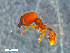  ( - RE21-NG1-HYM-0004)  @11 [ ] by-nc-sa (2024) Nina Grella University of Bayreuth