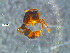  ( - RE21-NG1-HYM-0022)  @11 [ ] by-nc-sa (2024) Nina Grella University of Bayreuth