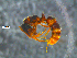  ( - RE21-NG1-HYM-0048)  @11 [ ] by-nc-sa (2024) Nina Grella University of Bayreuth